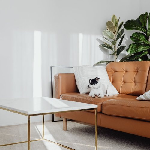 Cão em ambiente doméstico, casas com pets